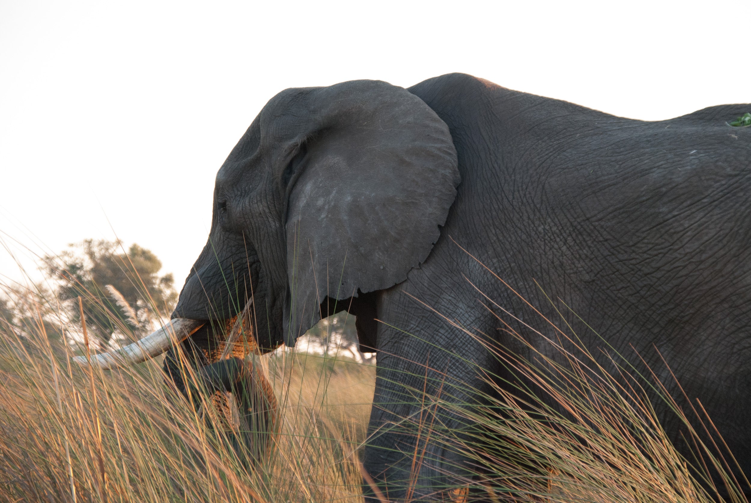 elephant on safari