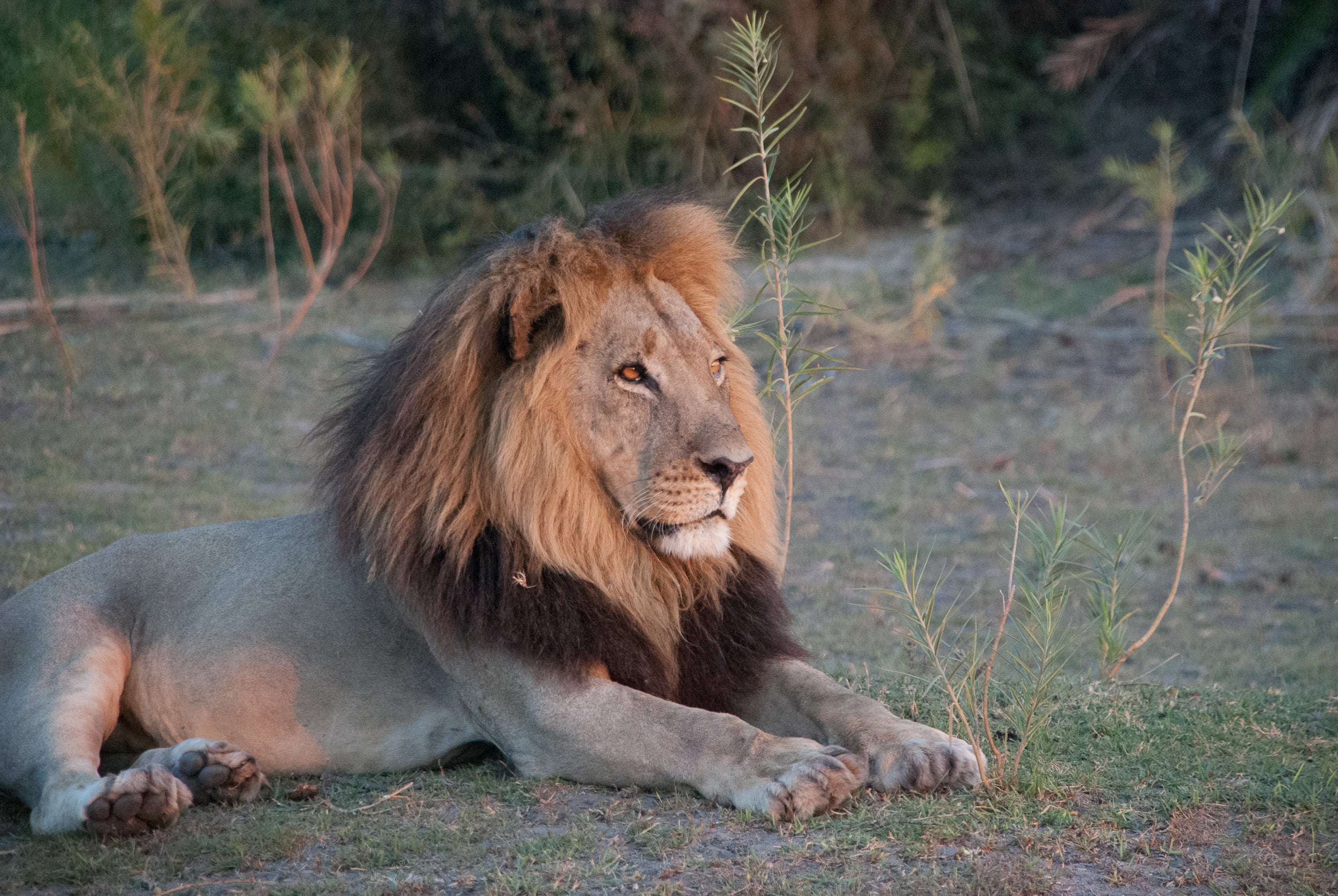 Lion on safari at sundown